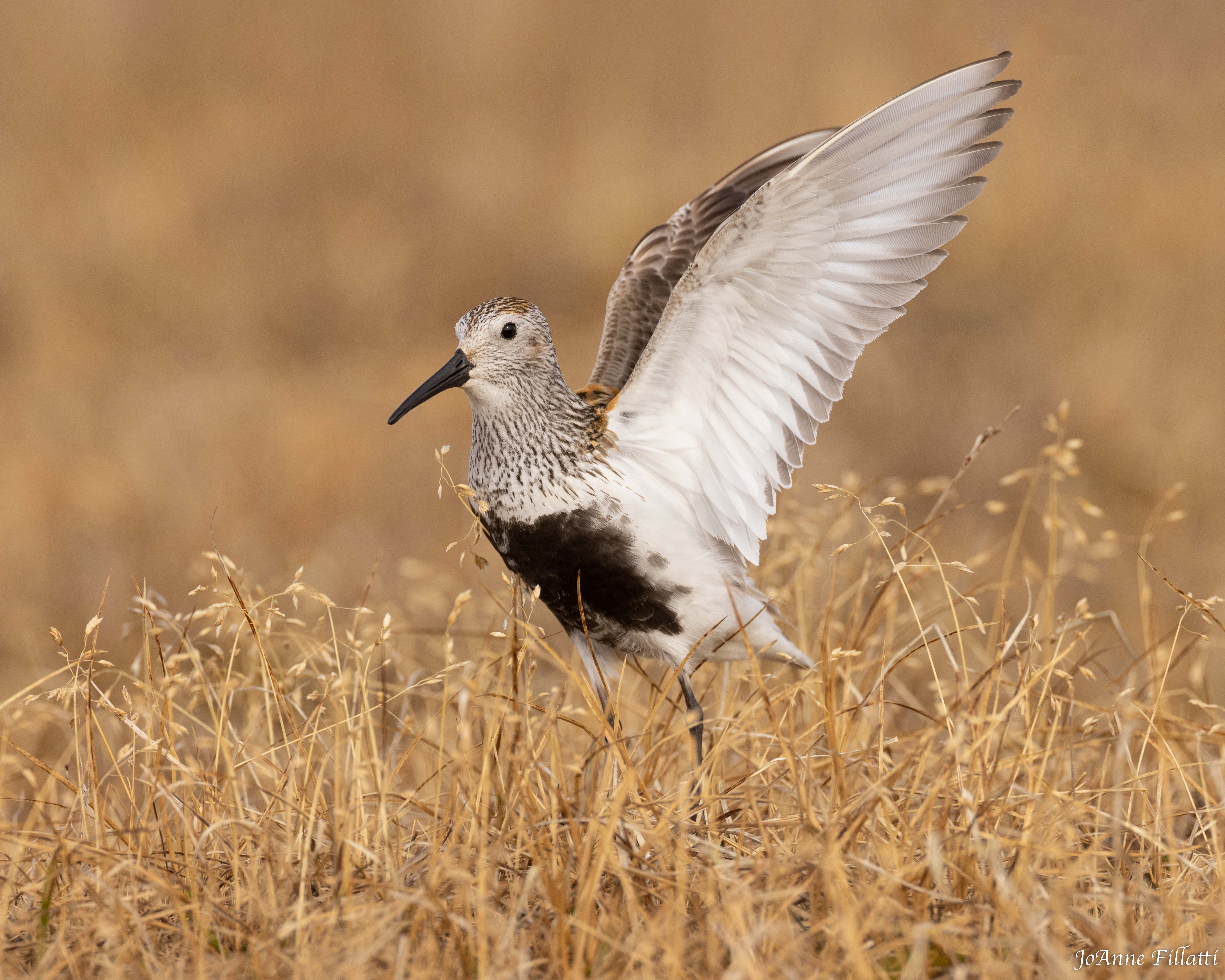 bird of Utqiagvik image 11